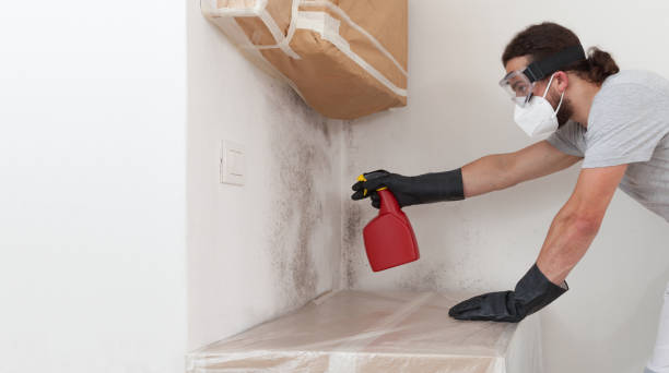 Professional Black Mold Remediation technician working in Rhodesdale, MD