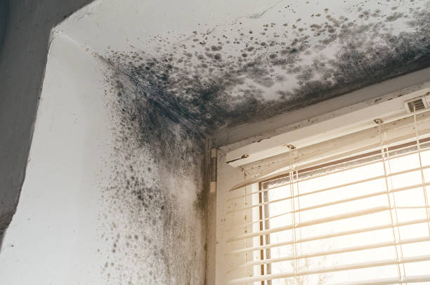 Affordable Black Mold Remediation solutions in Rhodesdale, MD